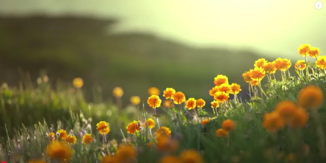 Peaceful Sleep Environment